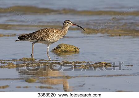 Stock Image - Whimbrel (Numenius phaeopus) standing in mud, side view . Fotosearch