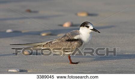 Stock Photography - White-cheeked Tern (Sterna repressa), side view . Fotosearch