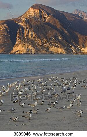 Stock Photograph - White-cheeked Terns (Sterna repressa) on a beach, elevated view . Fotosearch
