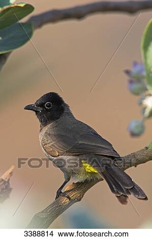 White-spectacled Bulbul (Pycnonotus xanthopygos) perching on a twig, side view View Large Photo Image Picture - White-spectacled Bulbul (Pycnonotus xanthopygos) perching on a twig, side view . Fotosearch