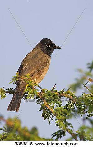 White-spectacled Bulbul (Pycnonotus xanthopygosa) perching on a twig, side view View Large Photo Image Stock Photography - White-spectacled Bulbul (Pycnonotus xanthopygosa) perching on a twig, side view . Fotosearch