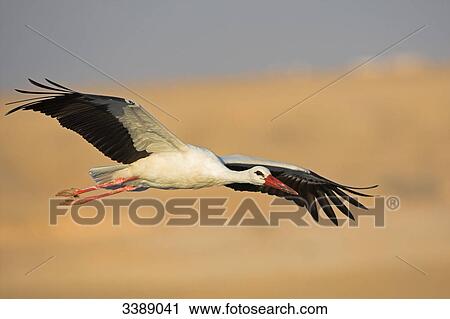 White Stork (Ciconia ciconia) flying View Large Photo Image Stock Image - White Stork (Ciconia ciconia) flying . Fotosearch