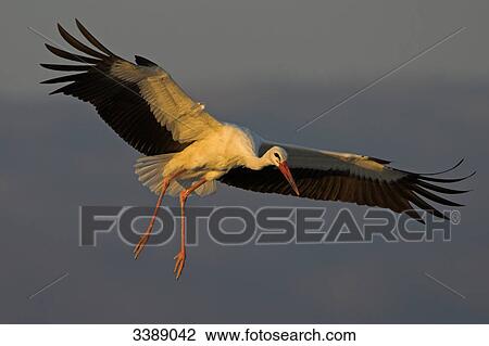Stock Image - White Stork (Ciconia ciconia) flying . Fotosearch