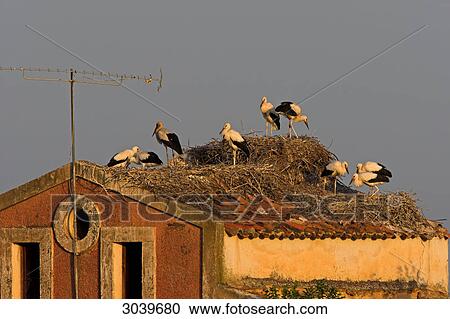 Stock Image - White Storkes (Ciconia ciconia) nestling on roof of an old house . Fotosearch