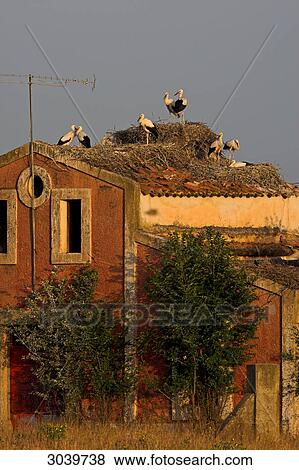 White Storkes (Ciconia ciconia) nestling on roof of an old house View Large Photo Image Stock Photo - White Storkes (Ciconia ciconia) nestling on roof of an old house . Fotosearch