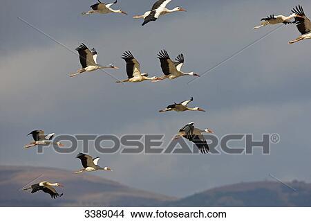 White Storks (Ciconia ciconia) flying, low angle view View Large Photo Image Picture - White Storks (Ciconia ciconia) flying, low angle view . Fotosearch
