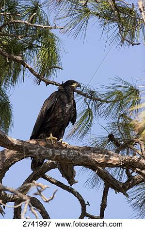 White-tailed Eagle (Haliaeetus albicilla) perching on branch, Cape Coral, Florida, USA View Large Photo Image Stock Photo - White-tailed Eagle (Haliaeetus albicilla) perching on branch, Cape Coral, Florida, USA . Fotosearch