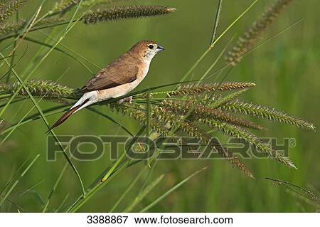 Stock Photo - White-throated Munia (Euodice malabarica) perching on a blade of grass, side view . Fotosearch