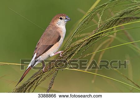 Stock Photograph - White-throated Munia (Euodice malabarica) perching on a blade of grass, side view . Fotosearch