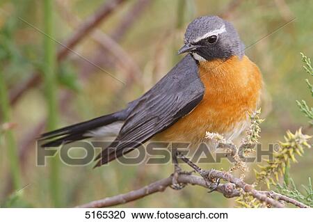 Stock Image - White-throated Robin, Irania gutturalis . Fotosearch