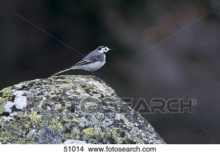 White Wagtail (Motacilla alba) bird on rock, Germany View Large Photo Image Picture - White Wagtail (Motacilla alba) bird on rock, Germany . Fotosearch