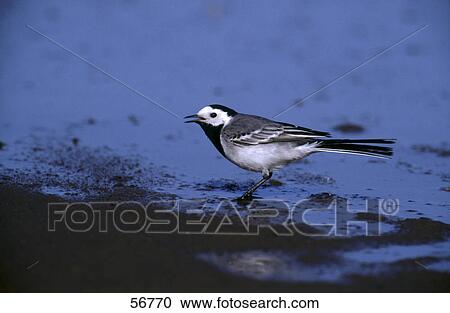 Stock Image - White Wagtail (Motacilla alba) bird on mudflat, Germany White Wagtail (Motacilla alba) bird on mudflat, Germany White Wagtail (Motacilla alba) bird on mudflat, Germany . Fotosearch