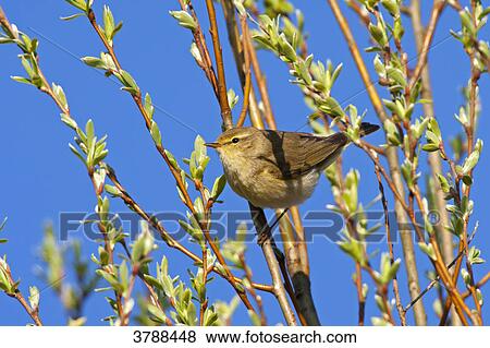 Willow Warbler (Phylloscopus trochilus) perching on branch View Large Photo Image Stock Photo - Willow Warbler (Phylloscopus trochilus) perching on branch . Fotosearch
