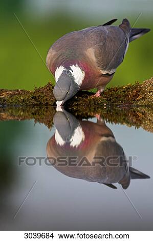 Wood Pigeon (Columba palumbus) at drinking trough, with mirror image View Large Photo Image Picture - Wood Pigeon (Columba palumbus) at drinking trough, with mirror image . Fotosearch