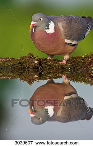 Wood Pigeon (Columba palumbus) at drinking trough, with mirror image View Large Photo Image Stock Photo - Wood Pigeon (Columba palumbus) at drinking trough, with mirror image . Fotosearch