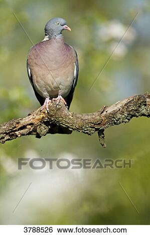 Stock Photograph - Wood Pigeon (Columba palumbus) perching on branch . Fotosearch