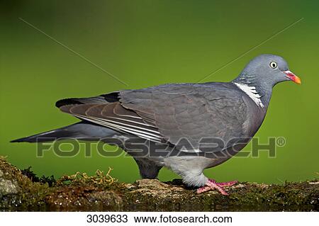 Wood Pigeon (Columba palumbus) sitting at watering place, side view View Large Photo Image Stock Image - Wood Pigeon (Columba palumbus) sitting at watering place, side view . Fotosearch