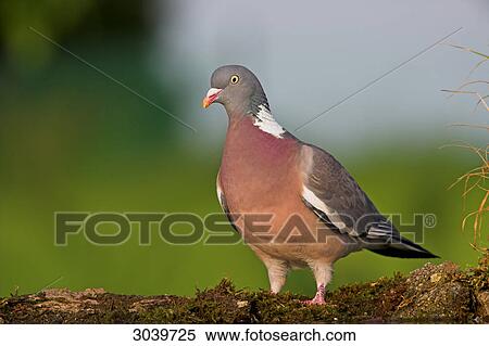 Wood Pigeon (Columba palumbus) standing on moss bed, low angle view View Large Photo Image Stock Photography - Wood Pigeon (Columba palumbus) standing on moss bed, low angle view . Fotosearch