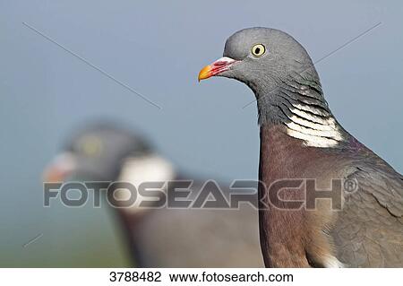 Stock Image - Wood Pigeon pair (Columba palumbus), close-up . Fotosearch