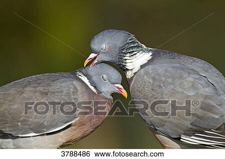 Wood Pigeon pair (Columba palumbus), close-up View Large Photo Image Stock Photograph - Wood Pigeon pair (Columba palumbus), close-up . Fotosearch