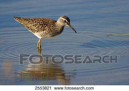 Stock Image - Wood Sandpiper (Tringa glareola) foraging in water . Fotosearch