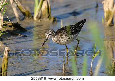 Wood Sandpiper (Tringa glareola) walking in water View Large Photo Image Stock Photo - Wood Sandpiper (Tringa glareola) walking in water . Fotosearch