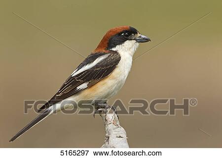 Woodchat Shrike, Lanius senator View Large Photo Image Stock Photo - Woodchat Shrike, Lanius senator . Fotosearch