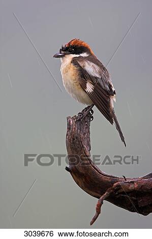 Woodchat Shrike (Lanius senator) sitting on branch, side view View Large Photo Image Stock Photograph - Woodchat Shrike (Lanius senator) sitting on branch, side view . Fotosearch