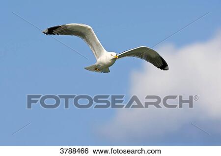 Stock Photograph - Yellow-legged Gull (Larus michahellis) flying . Fotosearch
