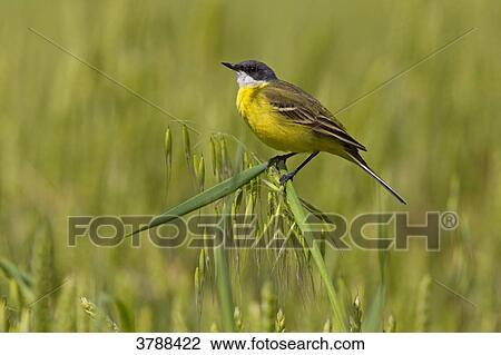 Stock Image - Yellow singing bird perching on oat plant . Fotosearch