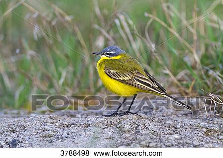 Yellow Wagtail (Motacilla flava flava) View Large Photo Image Stock Photo - Yellow Wagtail (Motacilla flava flava) . Fotosearch