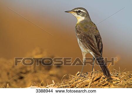Yellow Wagtail (Motacilla flava) standing on straw, close-up View Large Photo Image Picture - Yellow Wagtail (Motacilla flava) standing on straw, close-up . Fotosearch