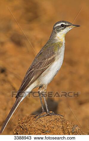 Yellow Wagtail (Motacilla flava), side view View Large Photo Image Stock Image - Yellow Wagtail (Motacilla flava), side view . Fotosearch