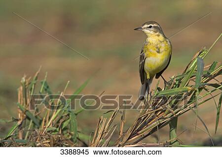 Stock Photography - Yellow Wagtail (Motacilla flava) sitting on a twig, close-up . Fotosearch