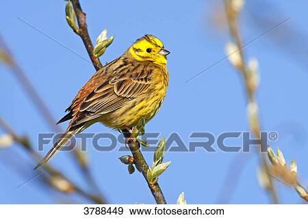 Yellowhammer (Emberiza citrinella) perching on branch View Large Photo Image Stock Photo - Yellowhammer (Emberiza citrinella) perching on branch . Fotosearch