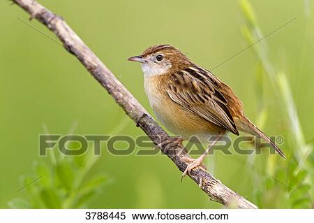 Zitting Cisticola (Cisticola juncidis) perching on branch View Large Photo Image Stock Photography - Zitting Cisticola (Cisticola juncidis) perching on branch . Fotosearch