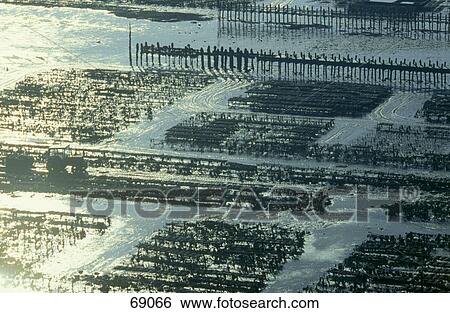 Aerial view of an oyster harvest at low tide, Brittany, Brittany Europe View Large Photo Image Stock Photograph - Aerial view of an oyster harvest at low tide, Brittany, Brittany Europe . Fotosearch
