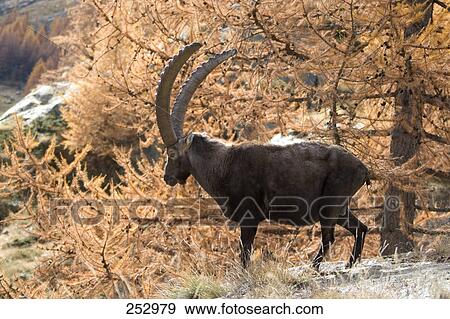 Stock Photo - Alpine Ibex (Capra ibex) standing in forest, Gran Paradiso, Italy . Fotosearch