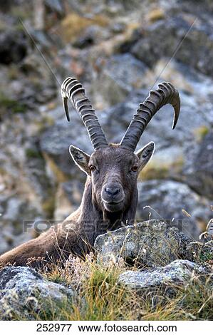Alpine Ibex (Capra ibex) standing on mountain, Gran Paradiso, Italy  View Large Photo Image Stock Photo - Alpine Ibex (Capra ibex) standing on mountain, Gran Paradiso, Italy . Fotosearch