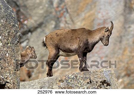 Stock Photograph - Alpine Ibex (Capra ibex) standing on mountain, Gran Paradiso, Italy . Fotosearch