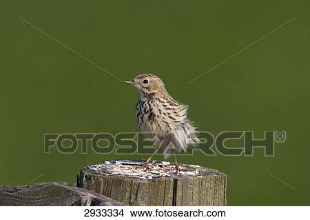 Anthus pratensis, full shot View Large Photo Image Picture - Anthus pratensis, full shot . Fotosearch