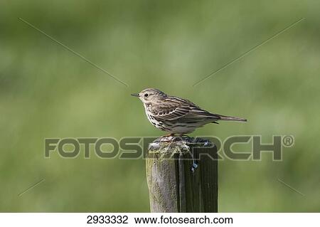Anthus pratensis, full shot View Large Photo Image Stock Image - Anthus pratensis, full shot . Fotosearch