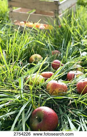 Apples in field View Large Photo Image Stock Photograph - Apples in field . Fotosearch