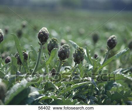 Artichokes growing in field View Large Photo Image Stock Image - Artichokes growing in field . Fotosearch