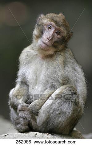 Barbary Macaque (Macaca sylvanus) sitting on termite mound in forest View Large Photo Image Stock Photograph - Barbary Macaque (Macaca sylvanus) sitting on termite mound in forest . Fotosearch