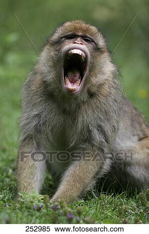 Stock Photography - Barbary Macaque (Macaca sylvanus) sitting in field with open mouth . Fotosearch