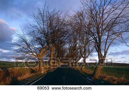 Bare trees along the road under a cloudy sky, Germany View Large Photo Image Stock Image - Bare trees along the road under a cloudy sky, Germany . Fotosearch