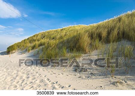 Stock Photo - Beach and dunes on Wangerooge, Germany . Fotosearch