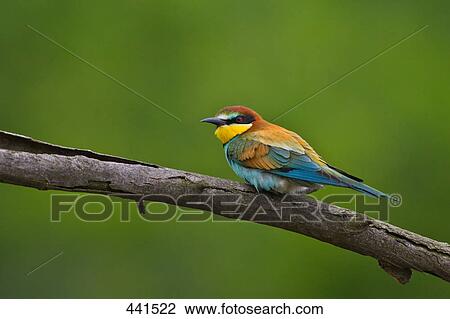 Bee-Eater bird perching on branch View Large Photo Image Stock Image - Bee-Eater bird perching on branch . Fotosearch
