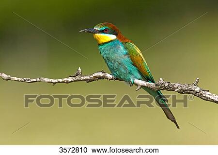 Stock Image - Bee-eater, Merops apiaster, Neusiedler See, Burgenland, Austria, Europe . Fotosearch